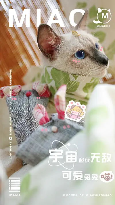 我真只是喵喵啊